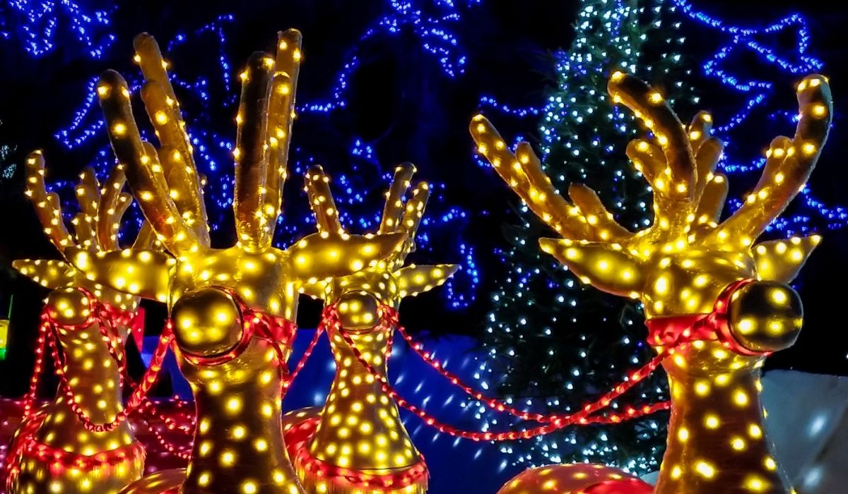 Dallas Zoo Lights Holiday Traditions in Dallas