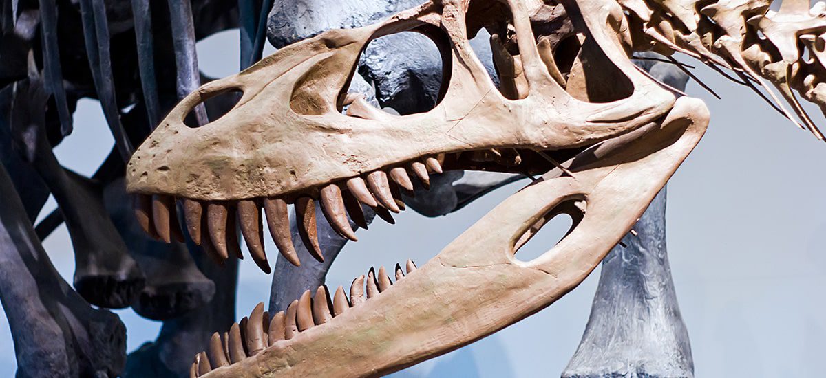 dinosaur skeleton in museum best schools in dallas