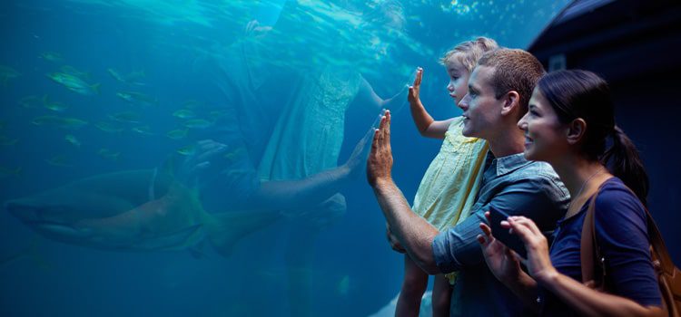 Family-Friendly Trips to the aquarium