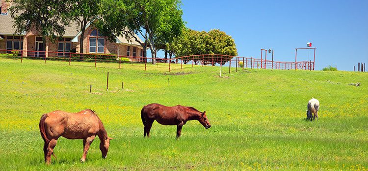 Family-Friendly Trips to the Ranch near Dallas