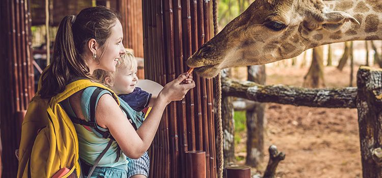 Family-Friendly Trips to the Zoo