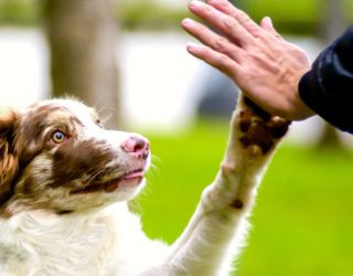 dog lover and their pup hi five