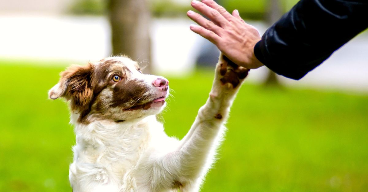 See Why Dog Lovers Think Crandall, Texas Is the Perfect Home