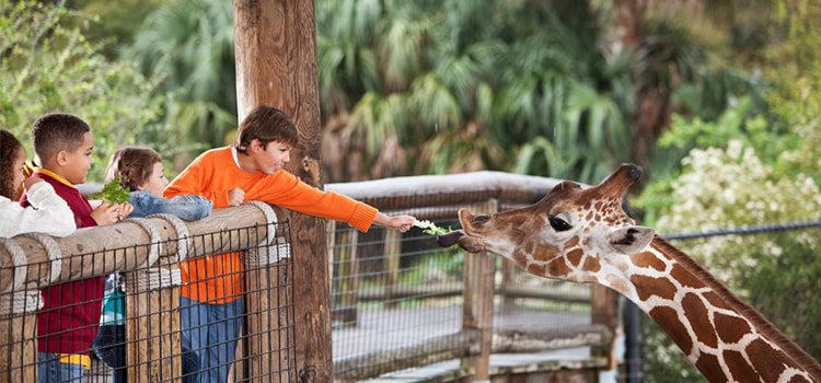kids feeding giraffe at dallas zoo