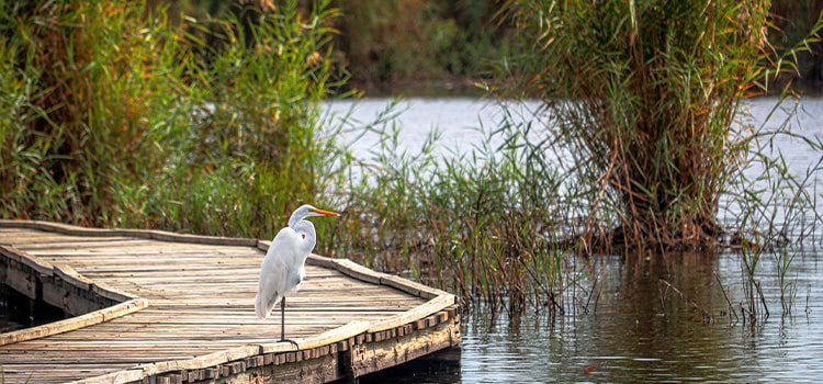 John Bunker Sands Wetlands - bird