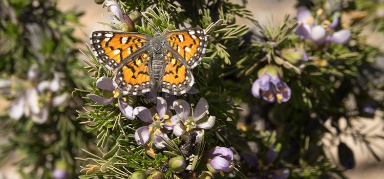 Post Oak Preserve Butterfly on plant