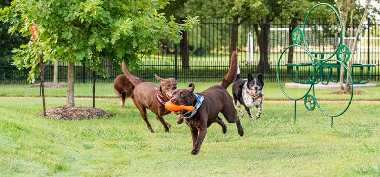 Dog Parks at Wildcat Ranch