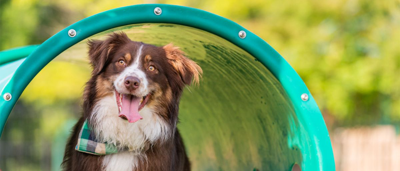 Brown and white dog sitting inside green tunnel with tongue out.