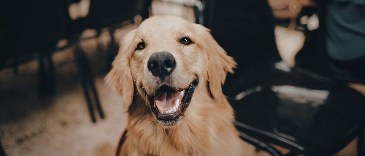 Golden retriever sitting indoors between rows of chairs.