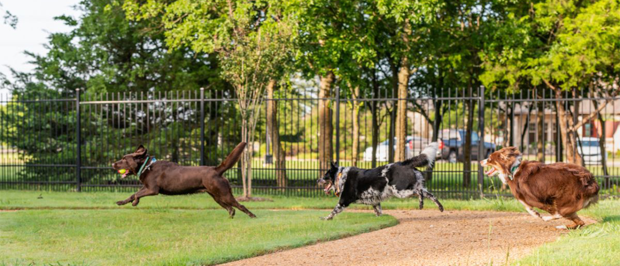 Three dogs running along dirt path in fenced grassy park.